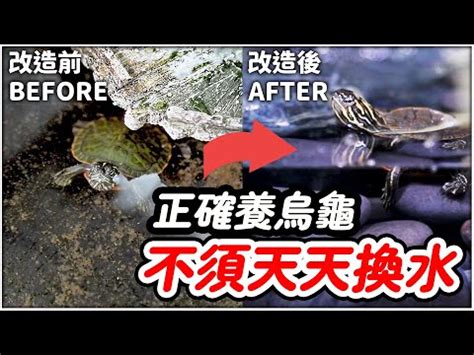 龜缸意思|龜缸設計：新手必看攻略